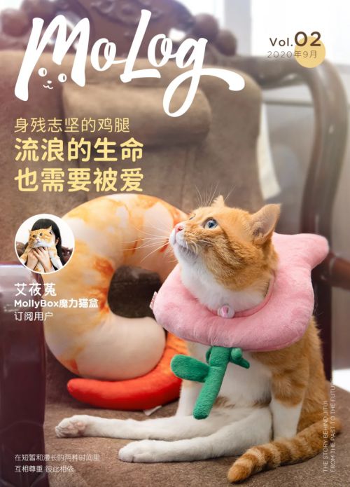 魔力猫盒MoLog：与流浪猫的相遇，让她感受到了生命的重量